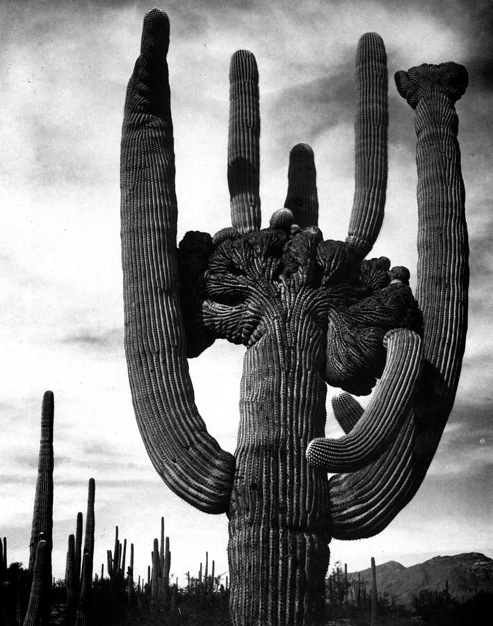 Saguaros Digital Art by Ansel Adams