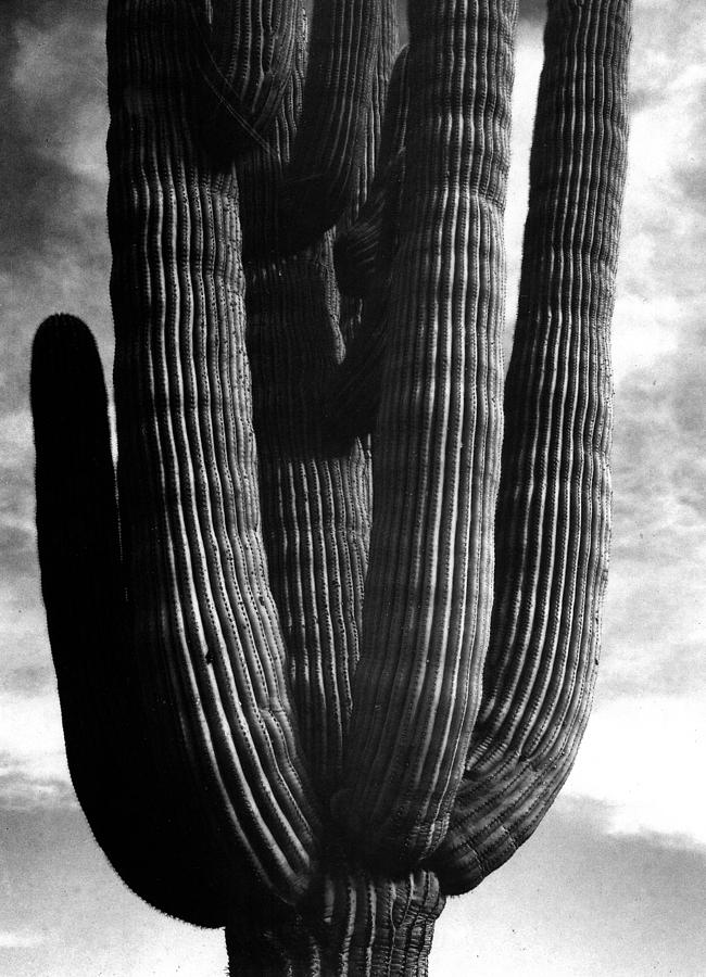 Saguaros II Digital Art by Ansel Adams