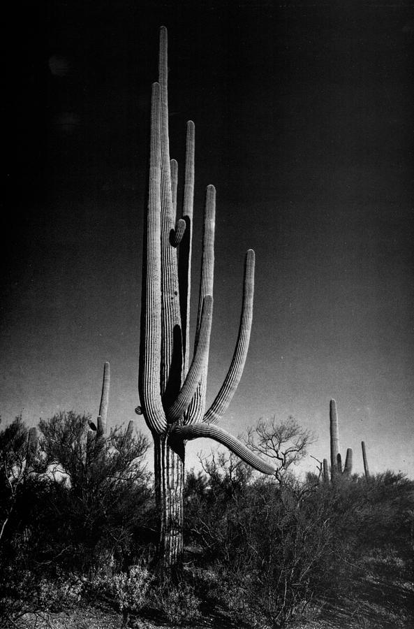 Saguaros III Digital Art by Ansel Adams