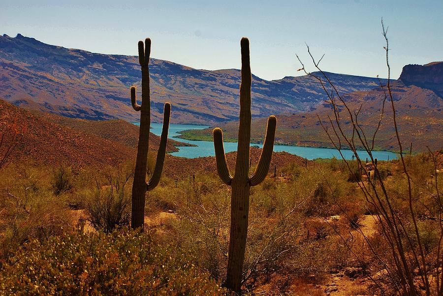 Saguaros in Arizona Photograph by Dany Lison