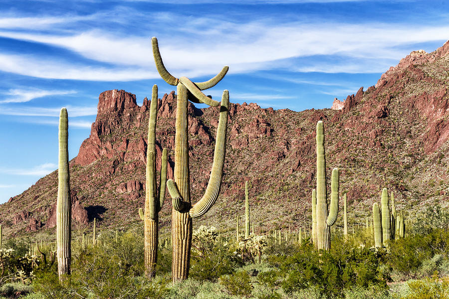 Saguaros in the Ajo Mountains Photograph by Kathleen Bishop