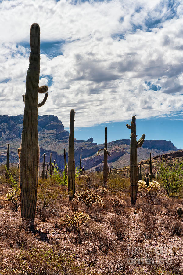 Saguaros In The Organ Pipe Cactus National Monument Photograph