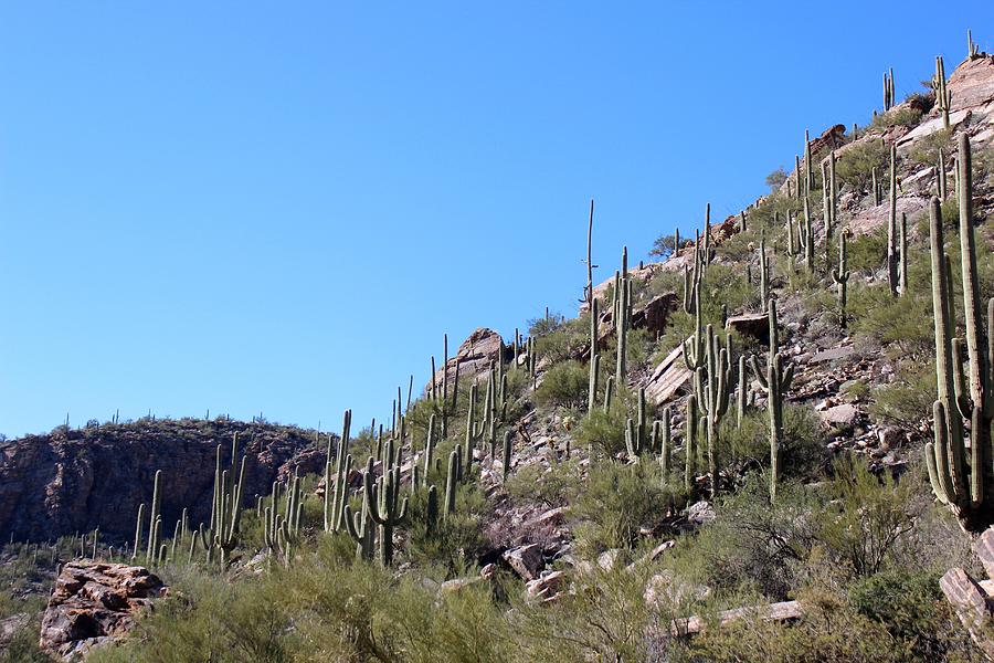Saguaros Of The Sabino Canyon Photograph