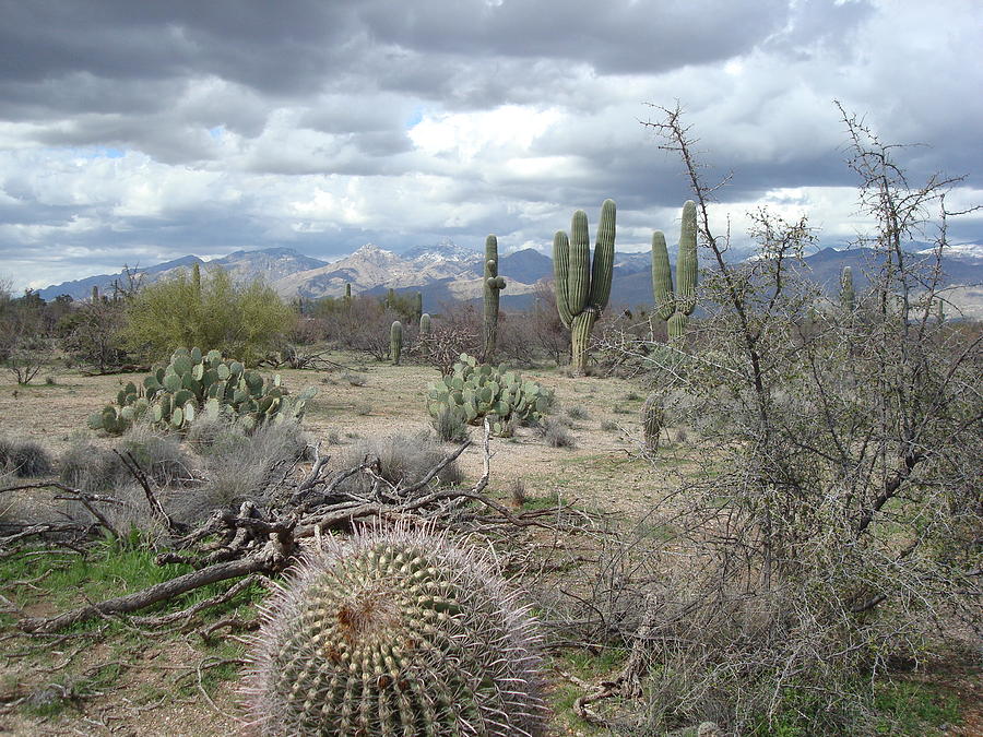 Saguaros Photograph by Susan Woodward