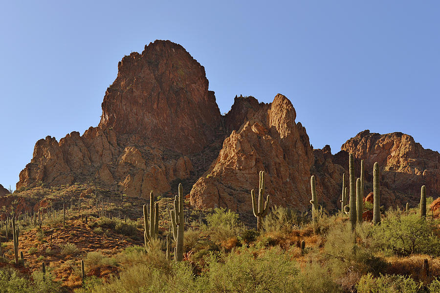 Landscape Photograph - Saguaros - Symbol of the Desert Southwest by Alexandra Till