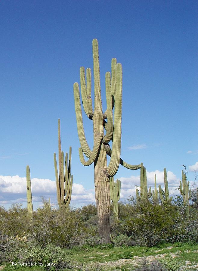 Saguaros With Green Grass Photograph by Tom Janca Saguaros With Green Grass Photograph by Tom Janca