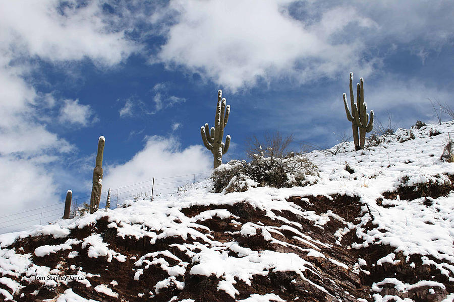 Saguaros With Snow Photograph by Tom Janca