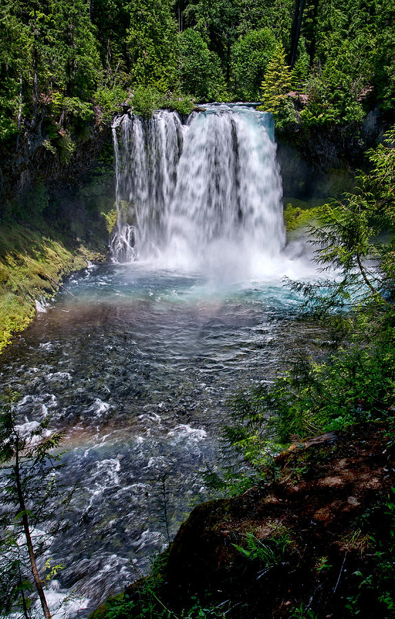 Tree Photograph - Sahalie Falls by Cat Connor