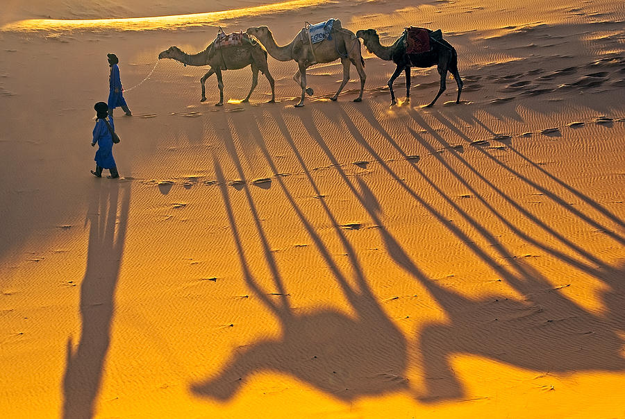 Sahara camel shadows Photograph by Dennis Cox