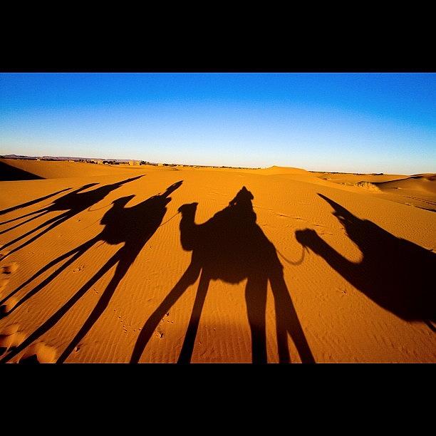 Sahara Desert- Camel Ride Photograph by Devaughn Hughson
