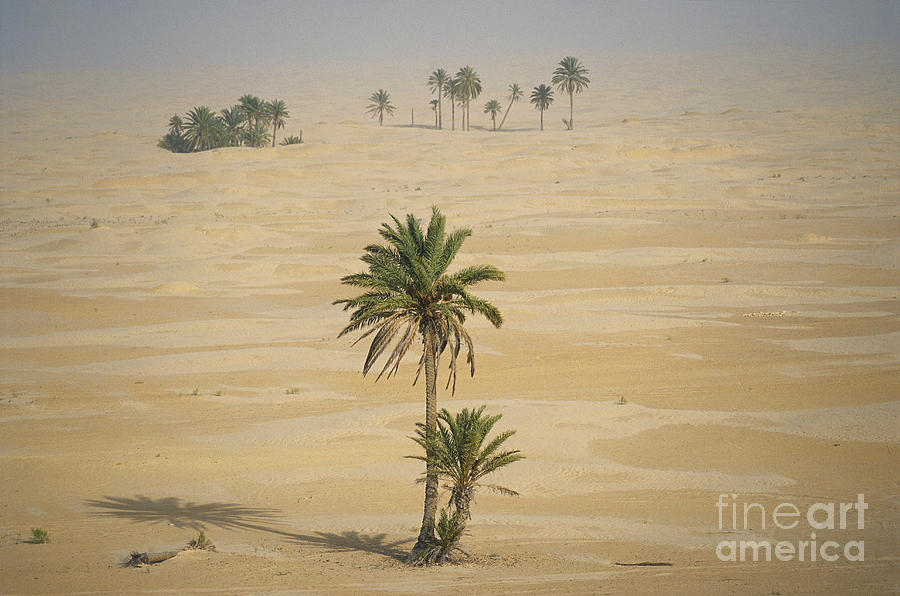 Landscape Photograph - Sahara Desert, Tunisia by Kees Van Den Berg