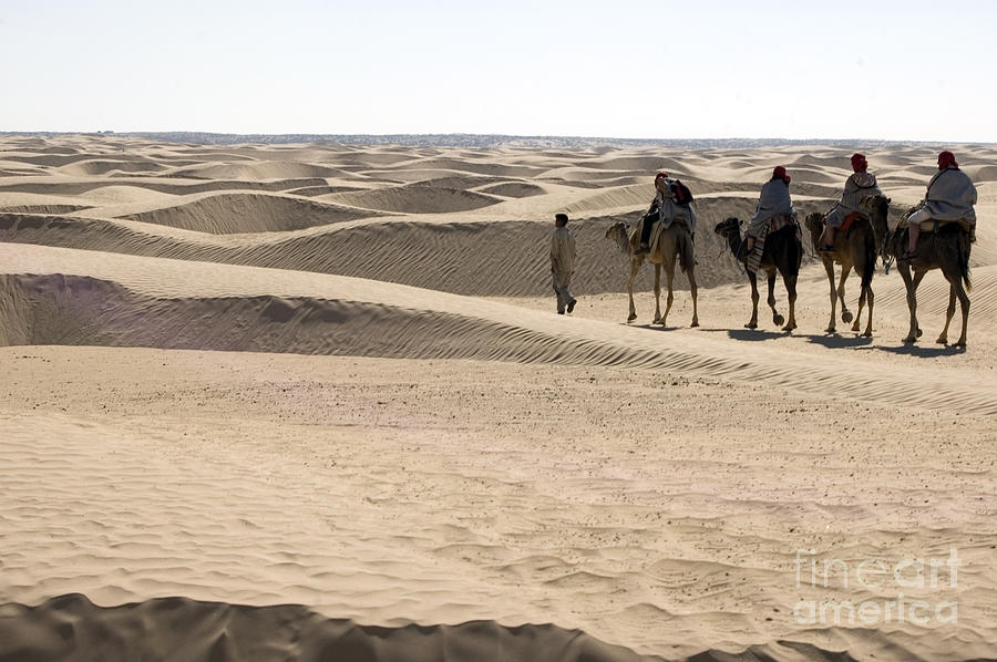 Camel Photograph - Sahara by Randi Grace Nilsberg