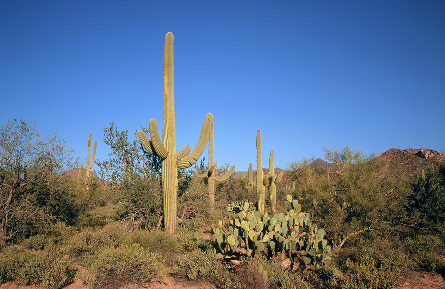 Sahuaro Cacti Photograph by Tony Craddock/science Photo Library - Fine ...