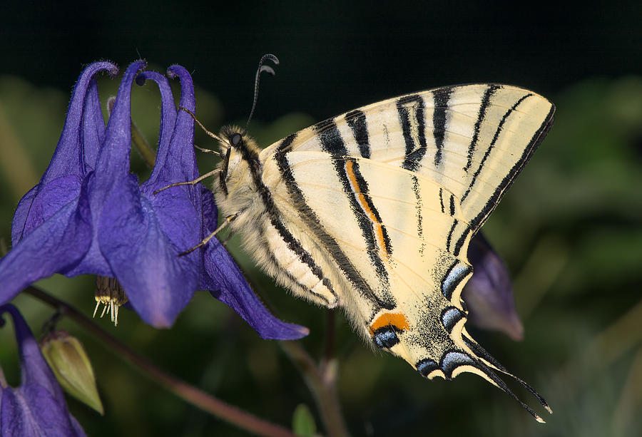 Sail swallowtail butterfly Photograph by Andreas Berthold