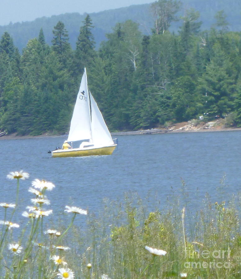Sailboat and Daisies Photograph by Wild Rose Studio