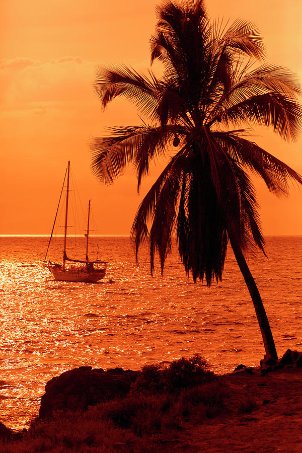 Sailboat And Palm Tree At Sunset Photograph by Ron Dahlquist