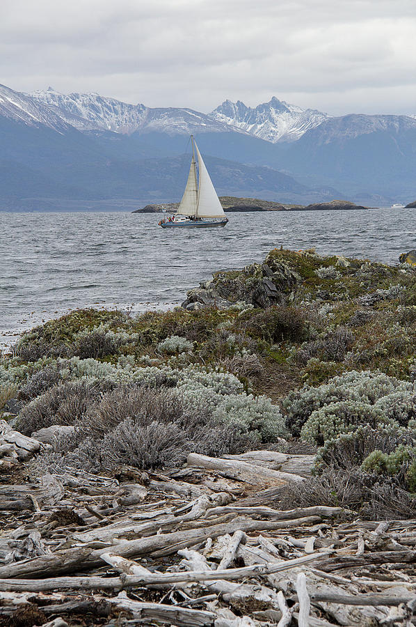 Sailing Boat On The Beagle Channel Photograph by Sam Kirk