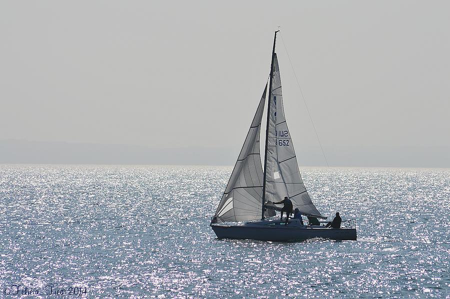 Sailing free Photograph by Felicia Tica