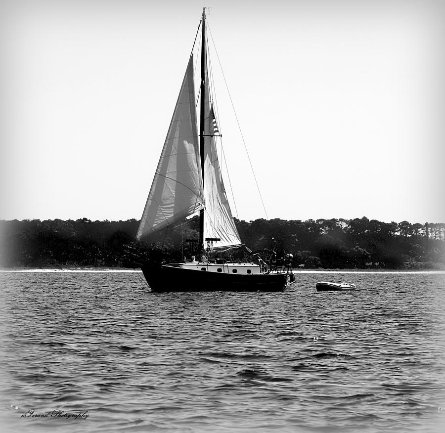 Sailing The Bay Photograph by Debra Forand