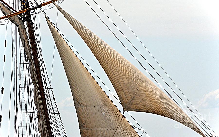 Sails Photograph by Cindy Manero