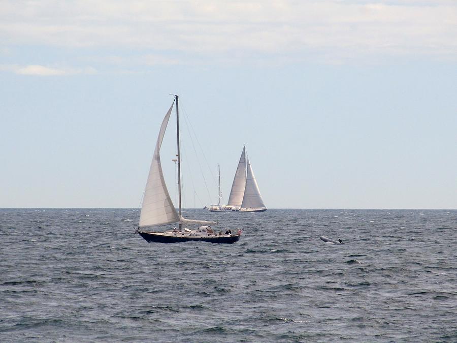 Sails Photograph by Loretta Pokorny