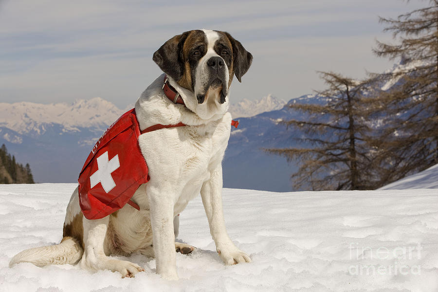 Saint Bernard Rescue Dog Photograph by Jean-Michel Labat