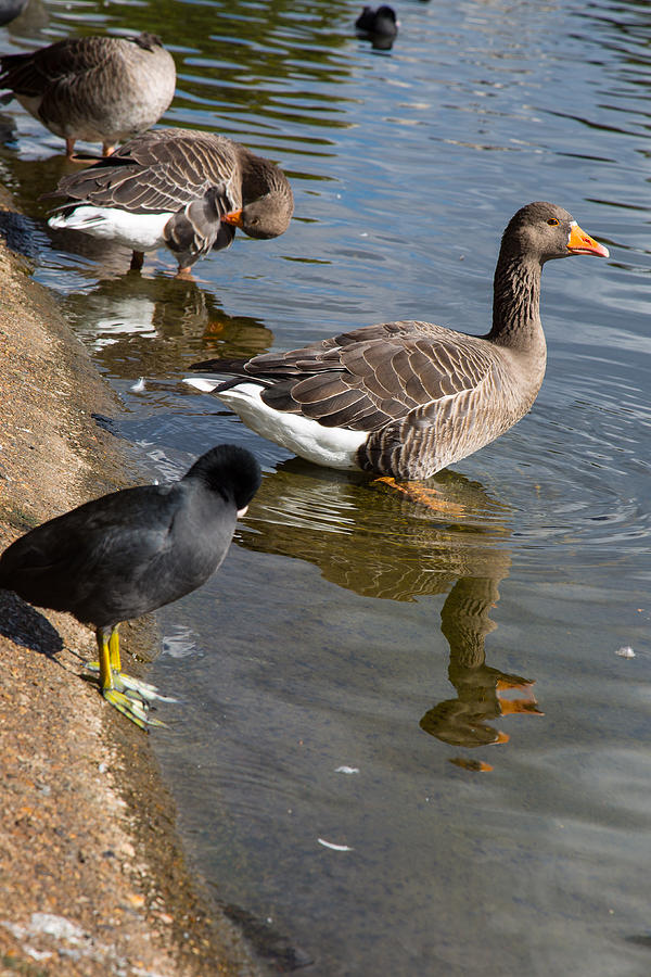 Saint James Park Ducks Photograph by Allan Morrison