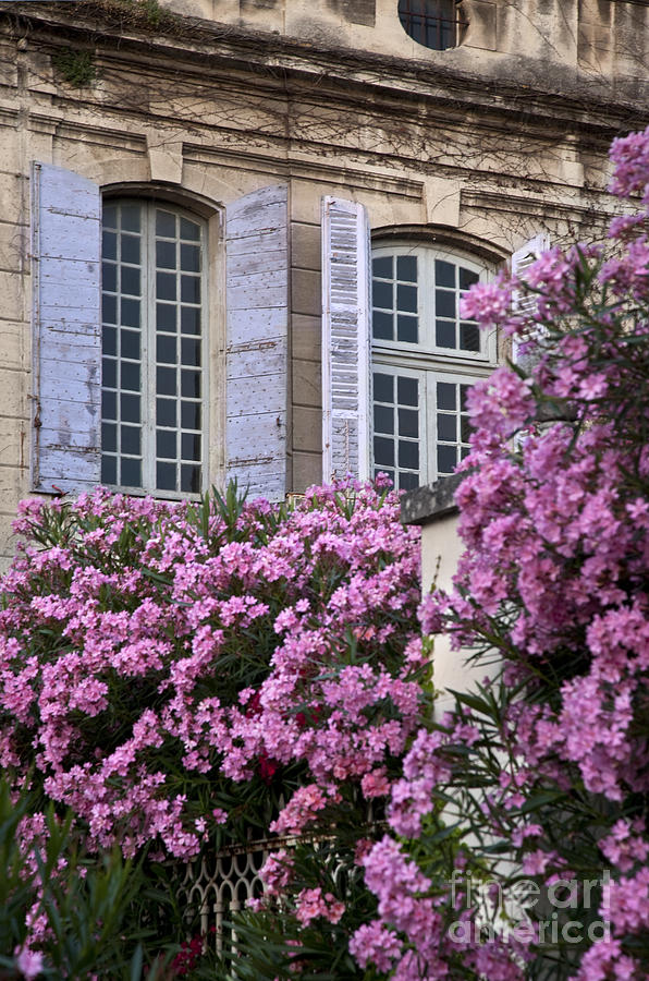 Saint Remy Windows Photograph by Brian Jannsen