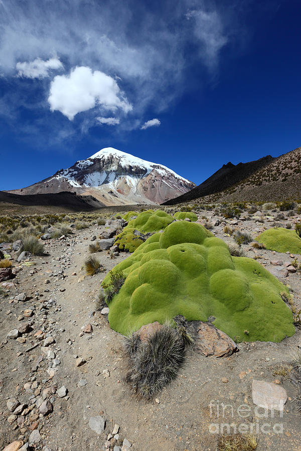 Sajama Volcano and Yareta Plant Photograph by James Brunker