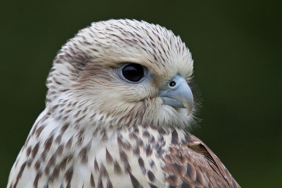 Saker Falcon Photograph by Celine Pollard