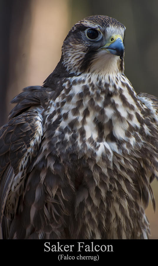 Saker Falcon Digital Art - Saker Falcon by Flees Photos