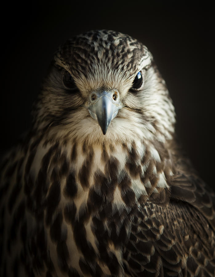 Saker falcon. Falco cherrug Photograph by Daniel Hernanz Ramos