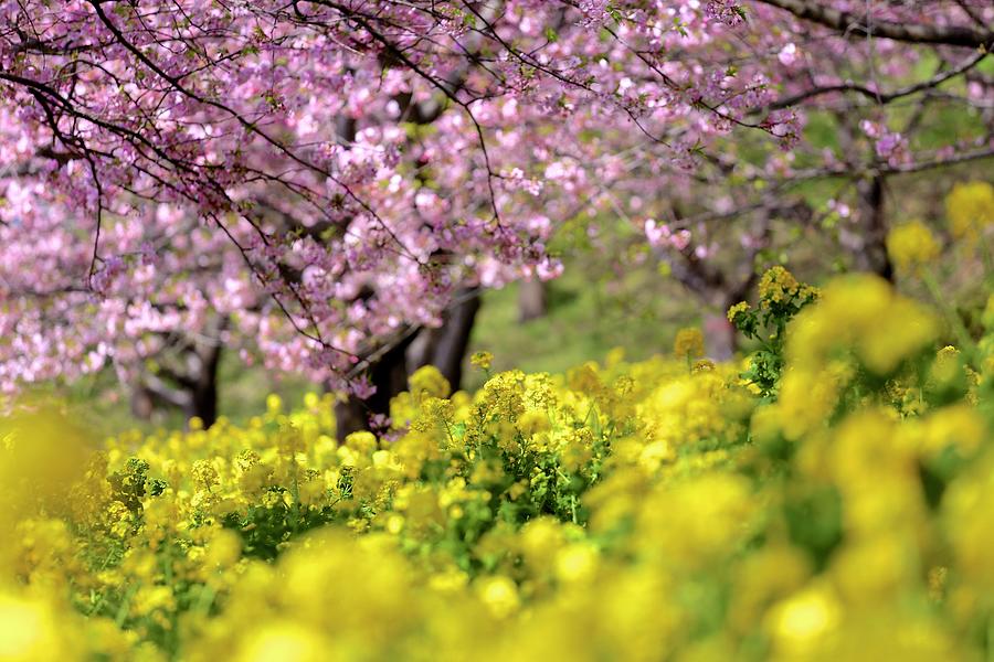 Sakura & Rape Blossom Photograph by Jun Okada