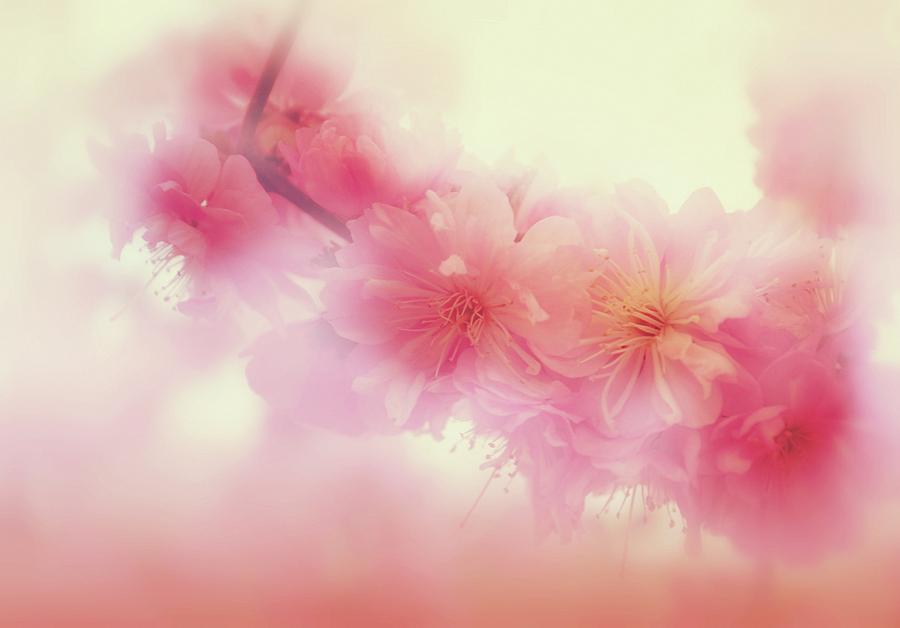 Sakura - soft pink Digital Art by Lilia S