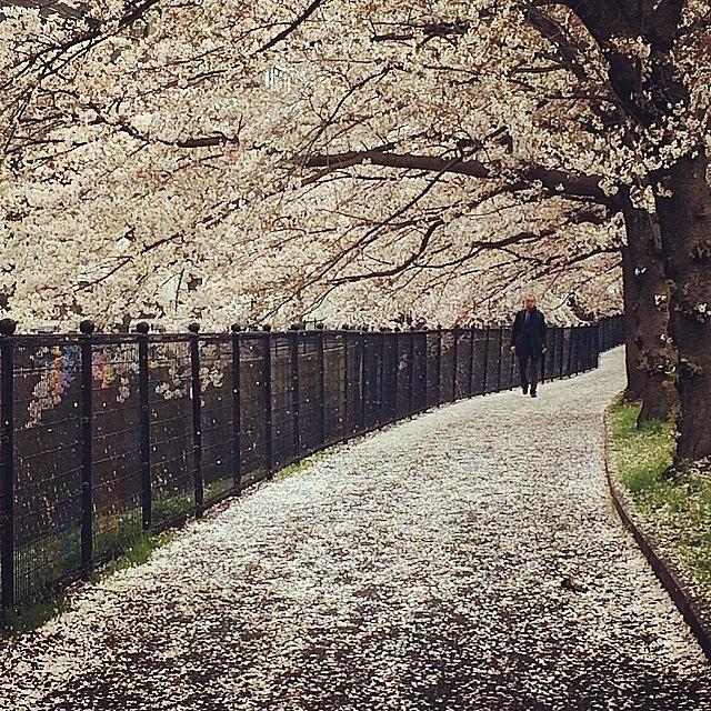 Sakura カーペット🌸 Photograph by Tokyo Sanpopo