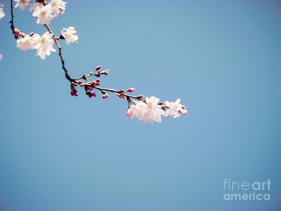 Spring Photograph - Spring 01 by Wei-San Ooi