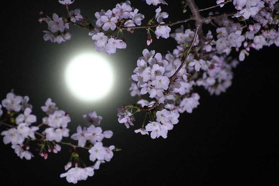 Sakura And The Moon Photograph by Mkotera555