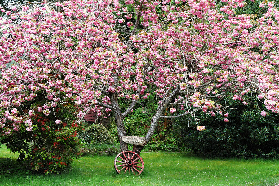 Sakura and Wagon Wheel Photograph by Peggy Collins