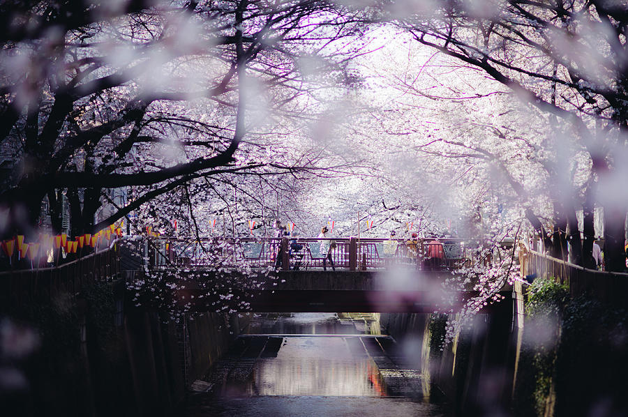 Sakura Around Tokyo, Japan Photograph by Dear Blue Sakura Around Tokyo, Japan Photograph by Dear Blue