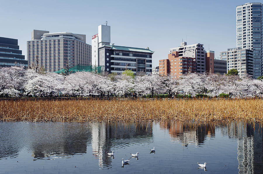 Sakura Around Ueno, Japan Photograph by Dear Blue