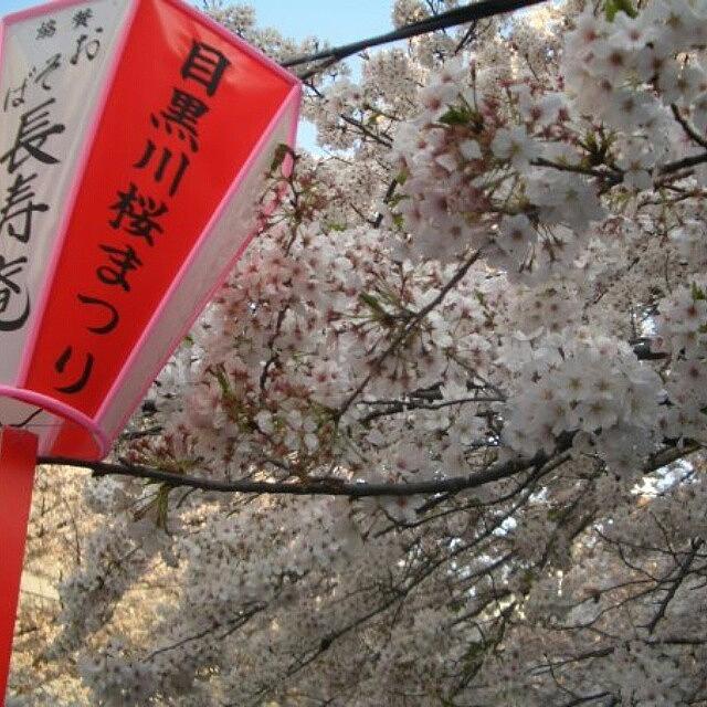 Spring Photograph - Sakura Japan by Wing Man Leung