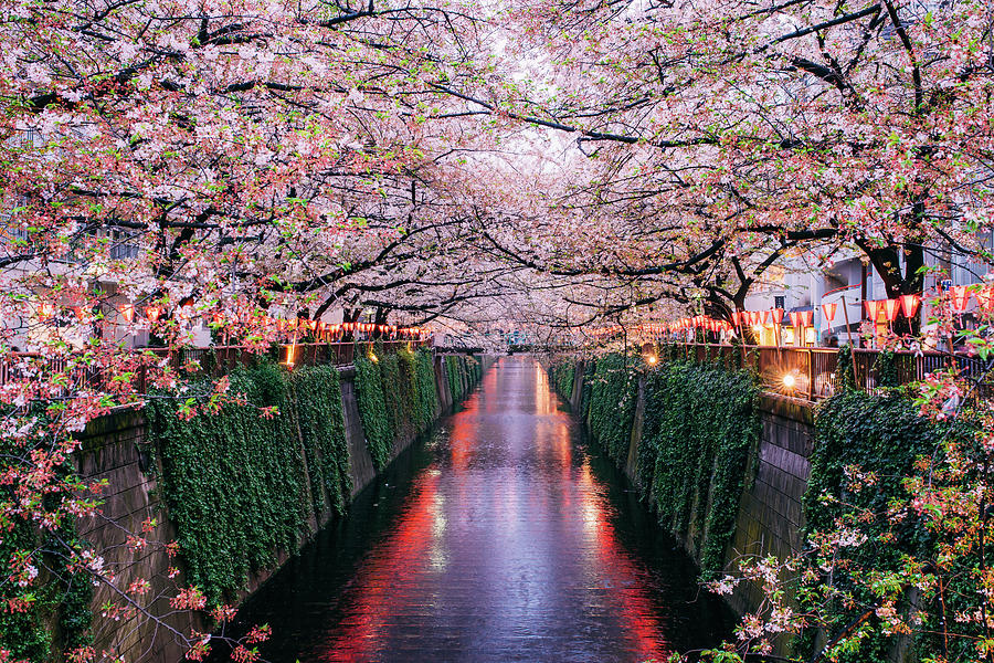 Sakura Blooming At Meguro River, Tokyo by Chinnaphong Mungsiri
