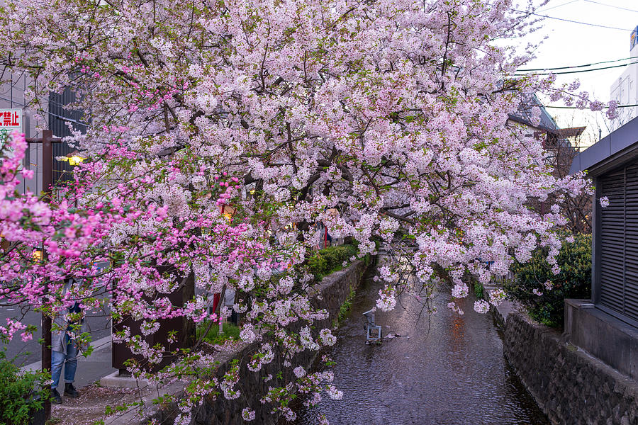 Sakura blossom in Kyoto Photograph by Liyao Xie
