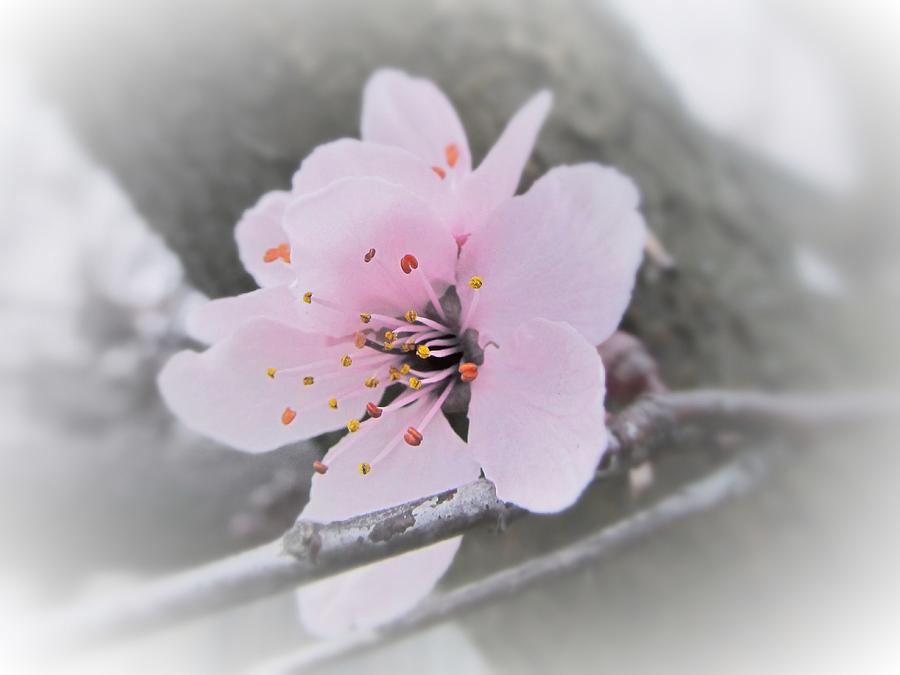 Sakura Blossom Photograph by Marianna Mills