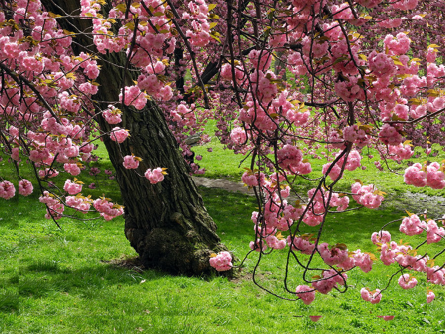 Sakura Blossom Photograph by Yue Wang