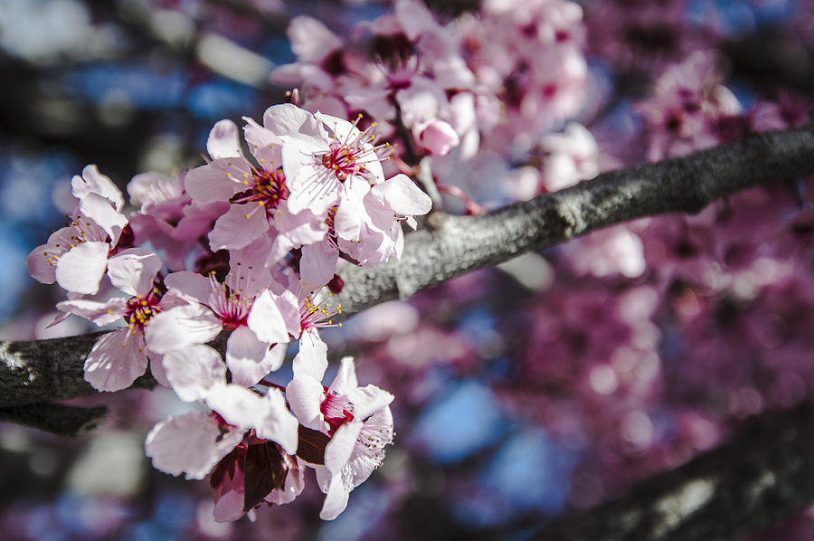 Sakura Blossoms Photograph by Anthony Citro