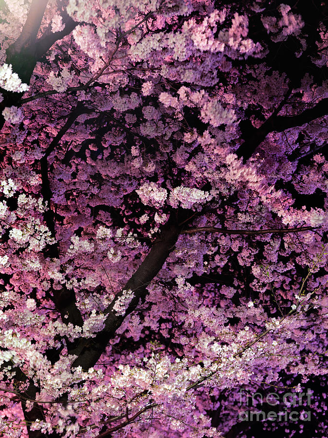 Sakura Cherry Blossom At Night Art Photo Print Photograph