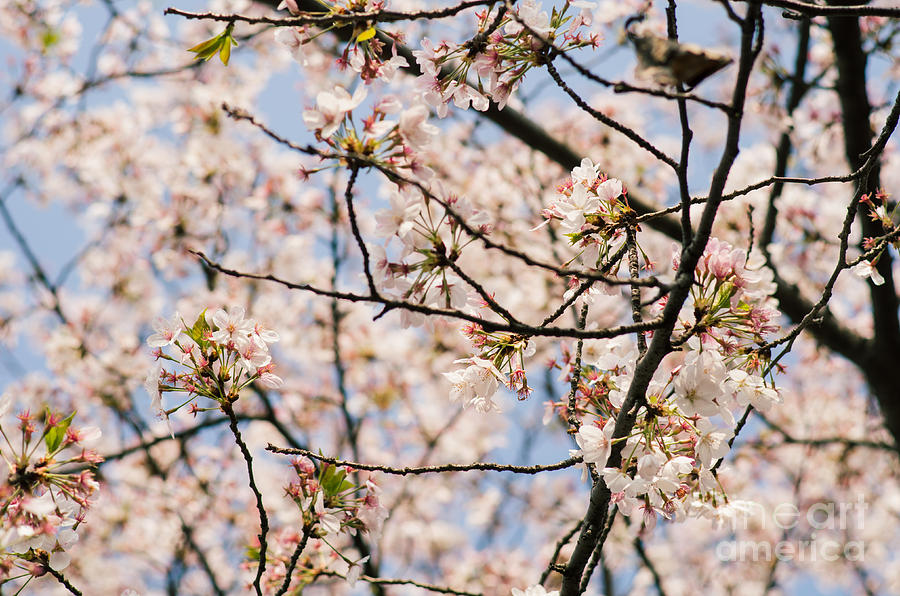 Sakura Cherry Blossom In Wuhan Photograph