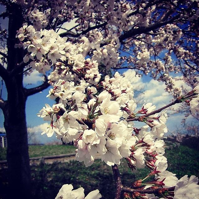 Nature Photograph - #sakura #cherry #blossoms by Yukiko Nobeno