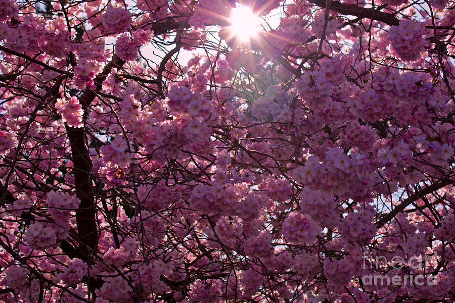 Spring Photograph - Sakura by Deanna Proffitt
